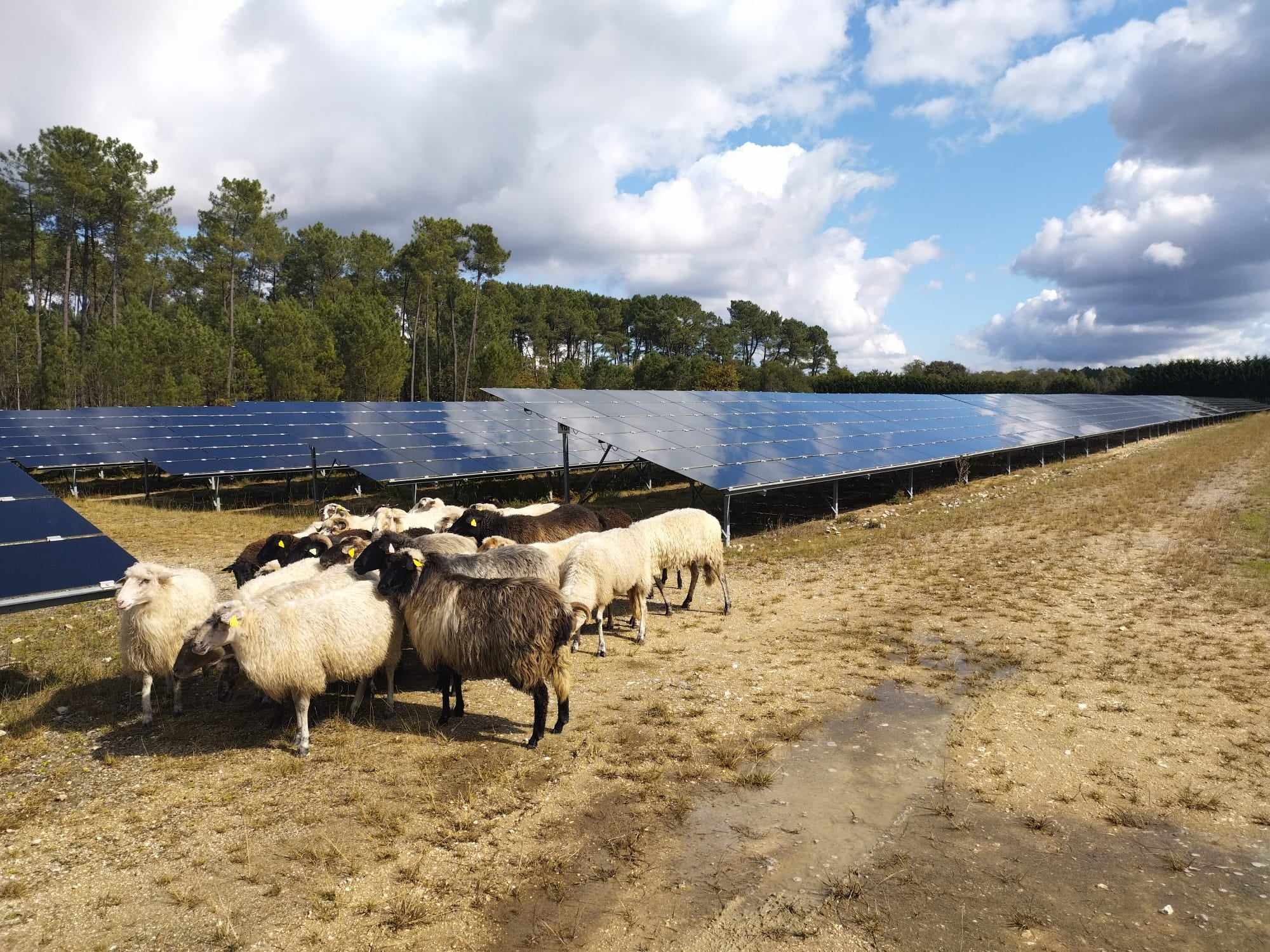 moutons landais