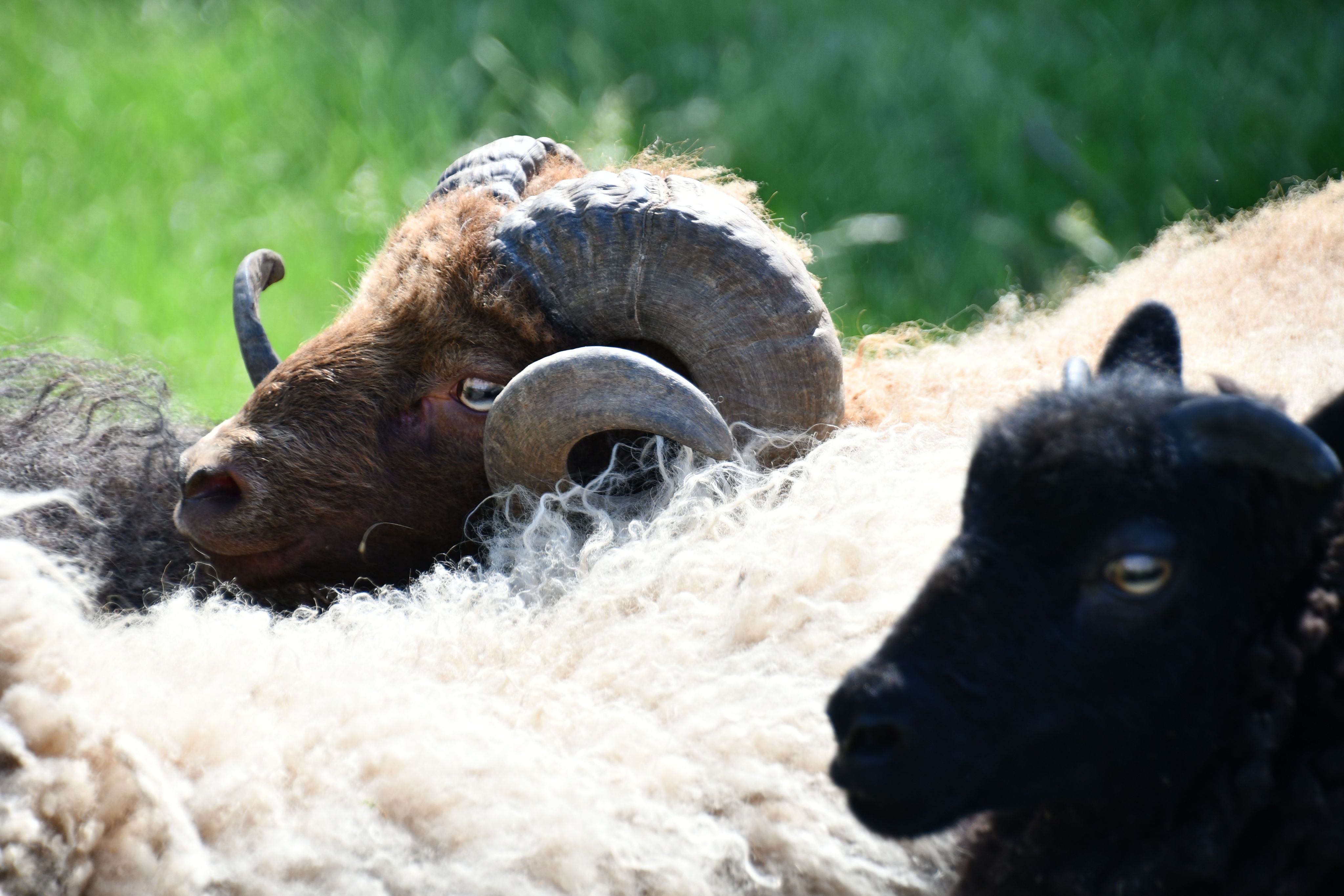 ecopaturage ouessant