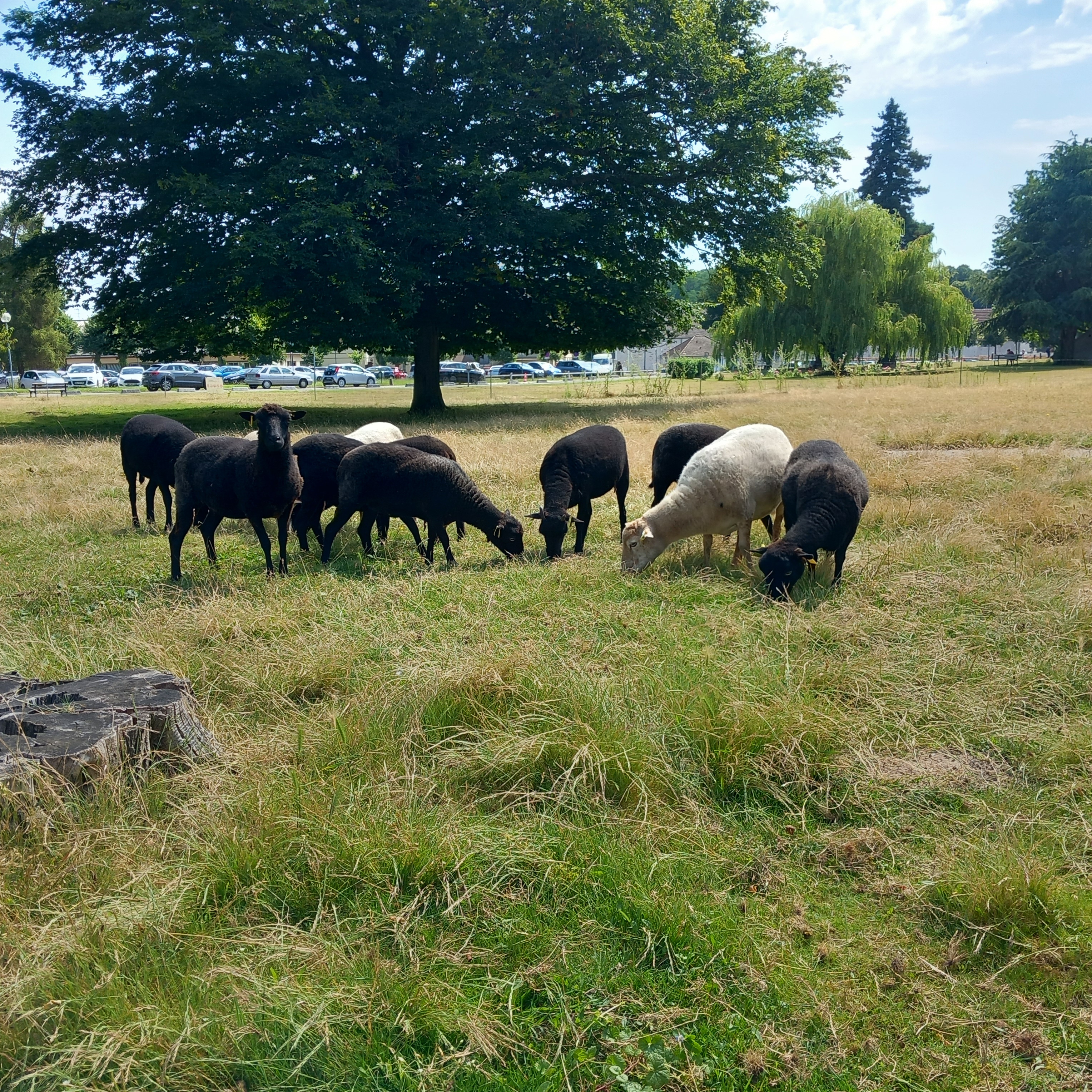 Moutons d’ouessant ecopaturage