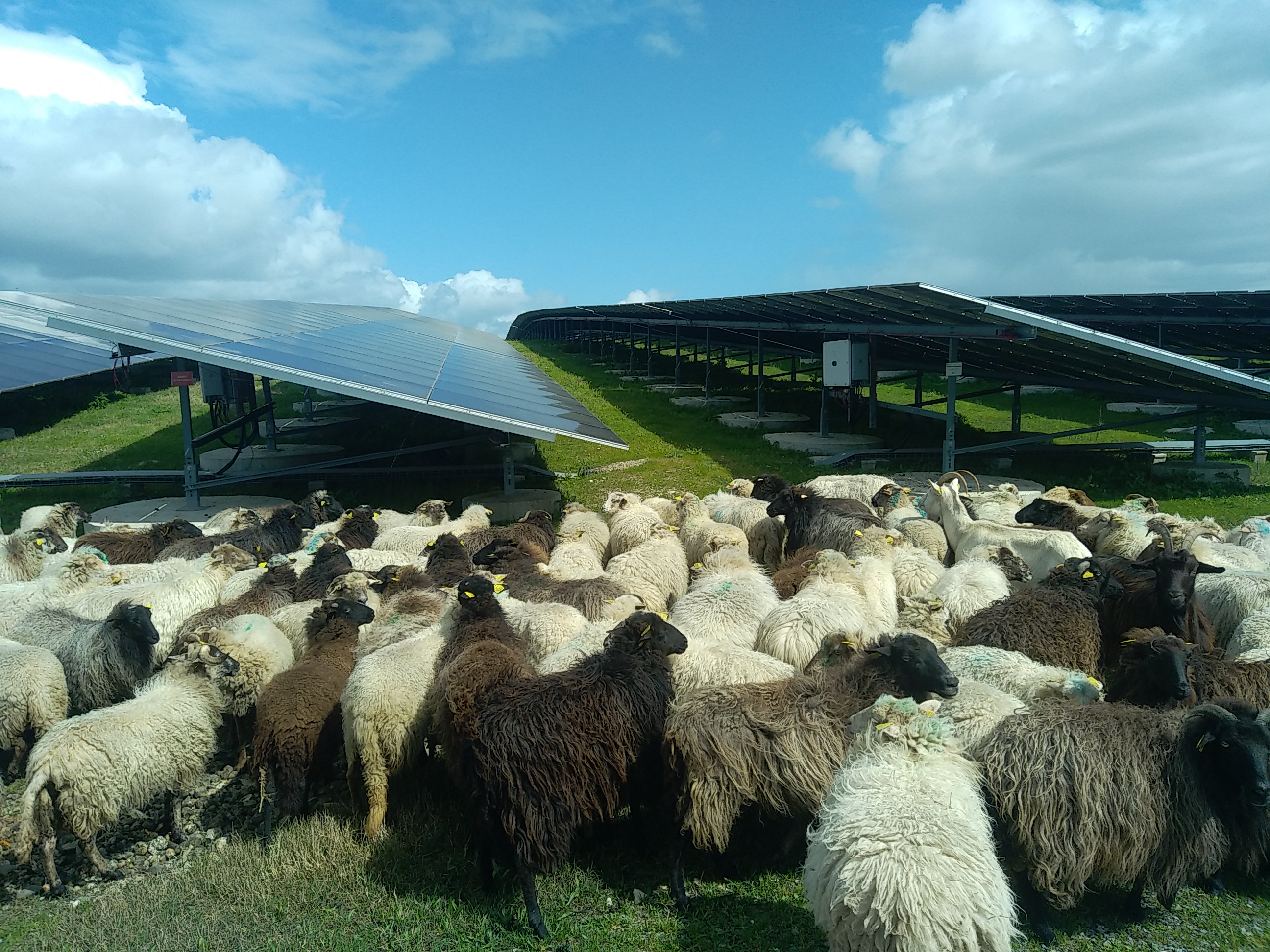 Moutons landais ecopaturage