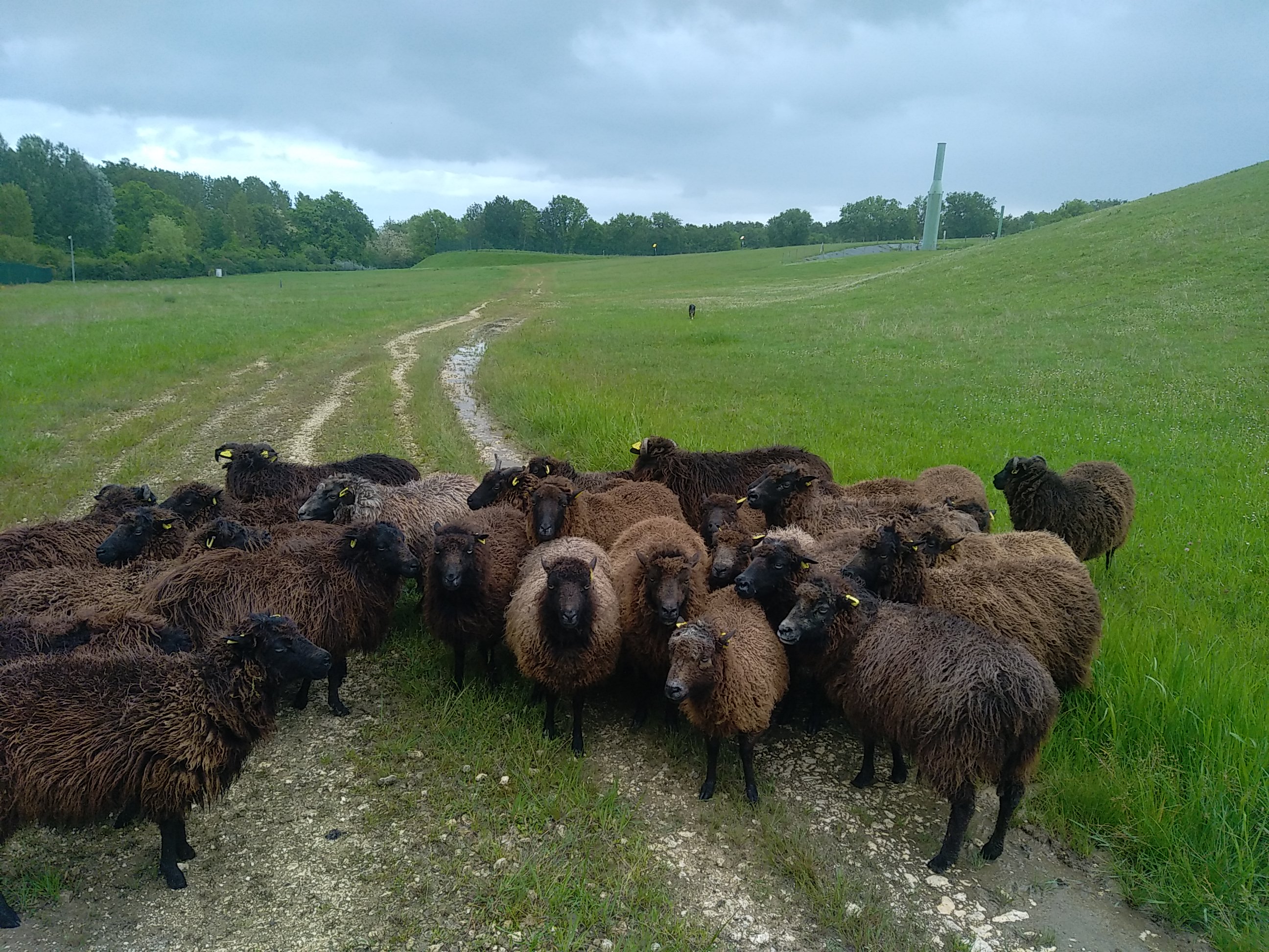 mouton ouessant gironde