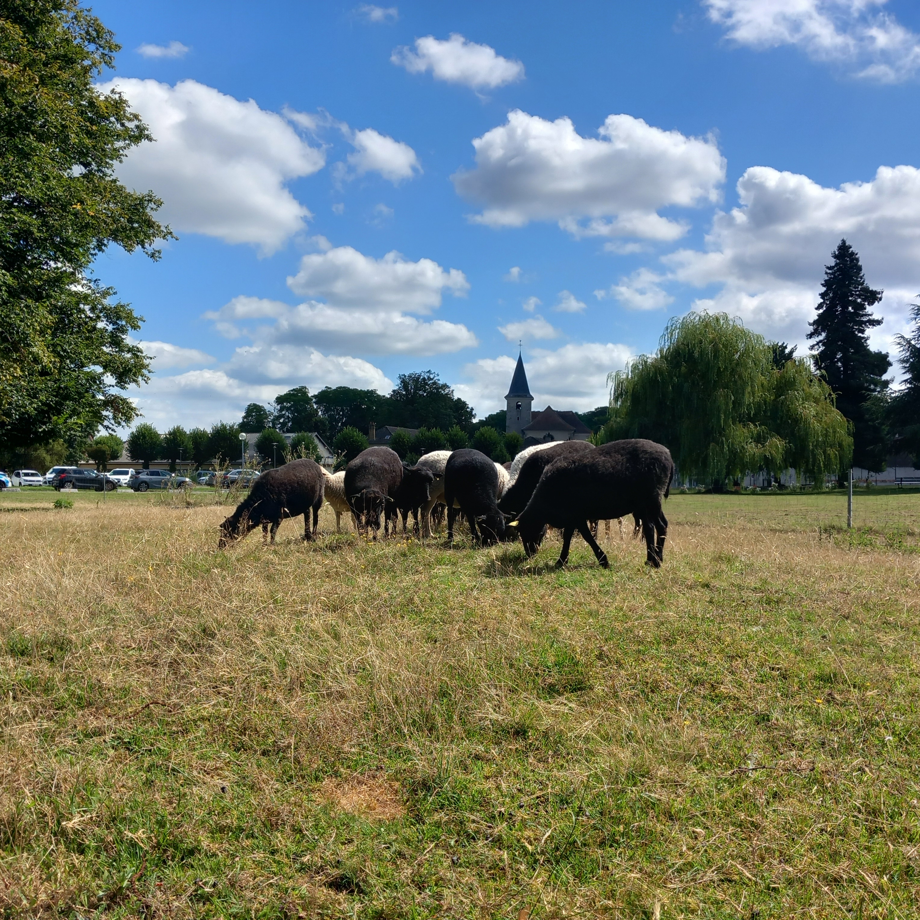 ecopaturage fleury mérogis