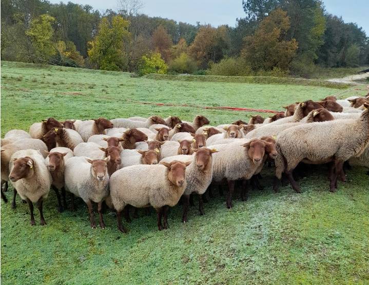 ecopaturage solognots