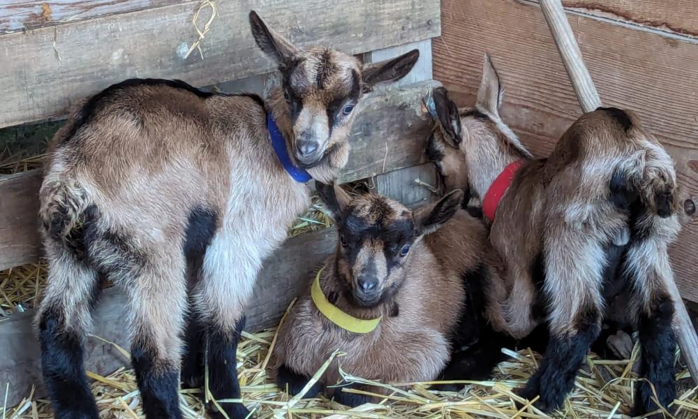 Naissance de chevreaux