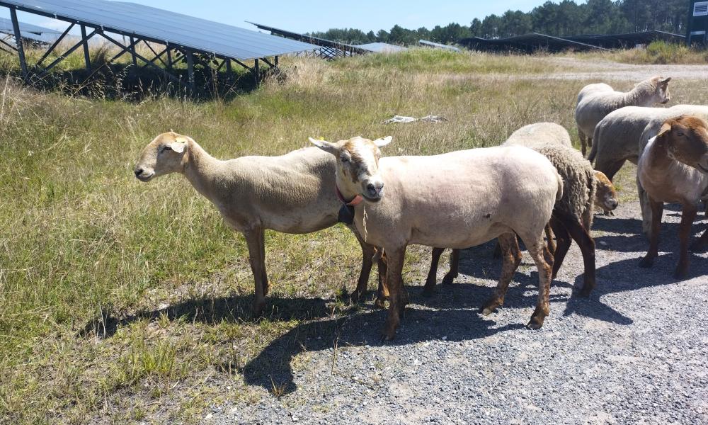 Moutons écopaturage