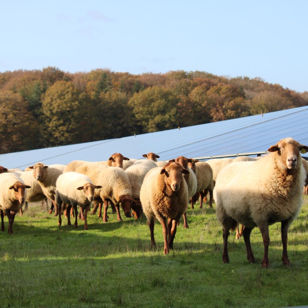 Moutons qui broutent sous des panneaux solaires