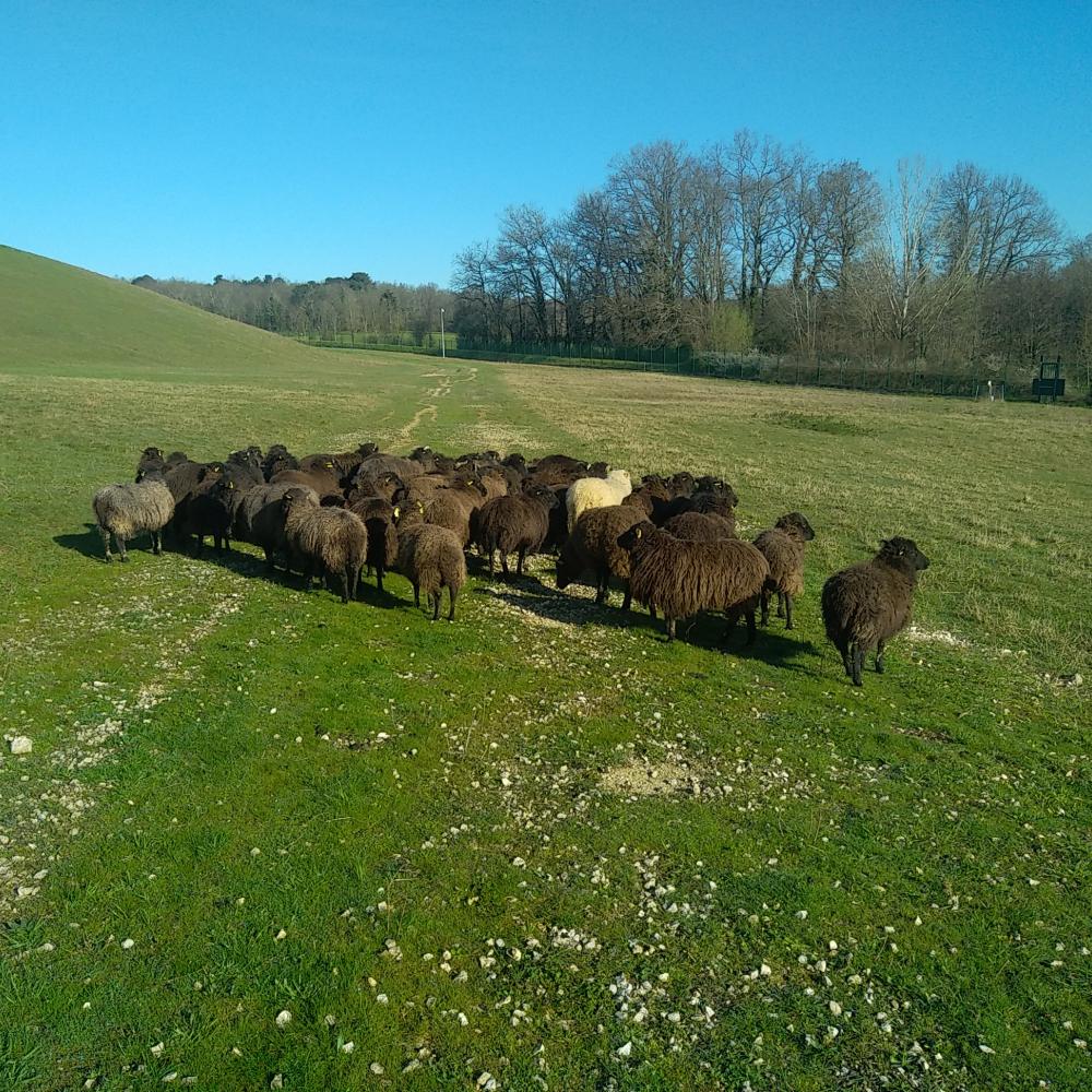 ecopaturage gironde