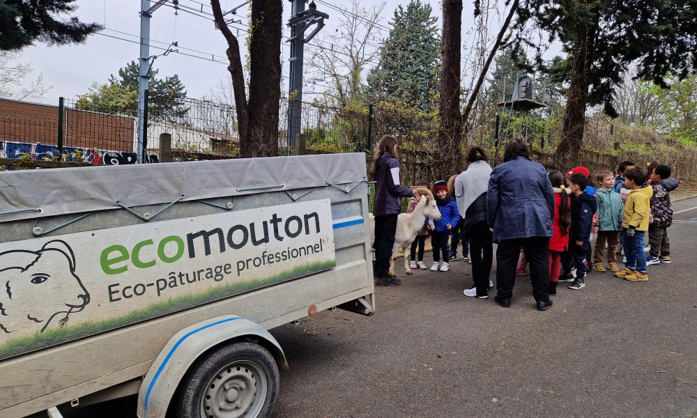 ecomouton-eco-paturage