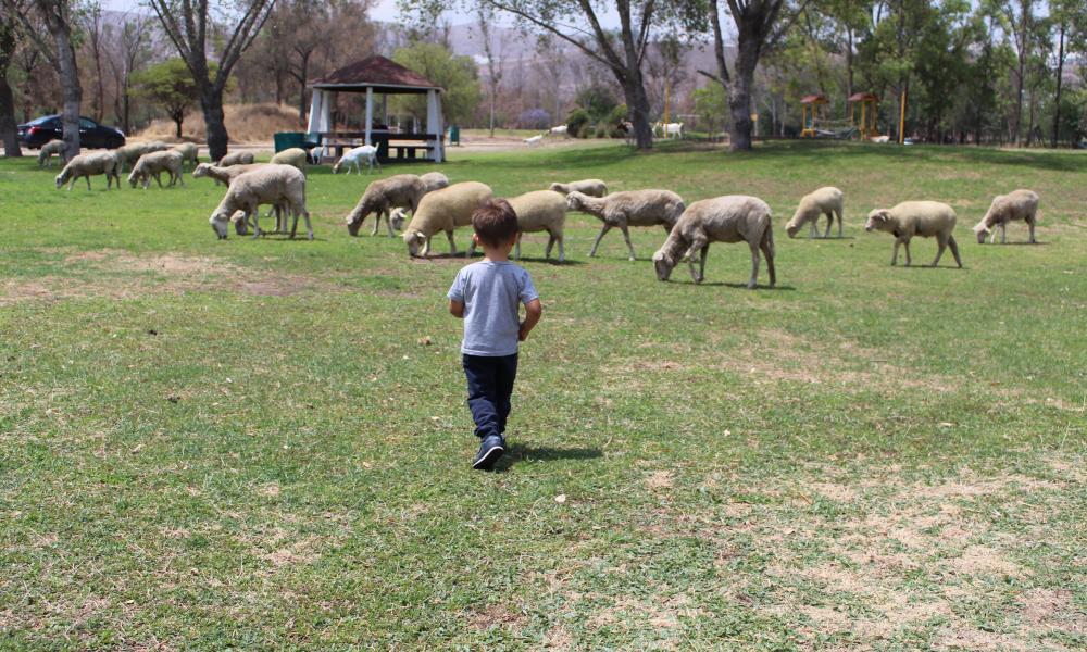 moutons-enfant