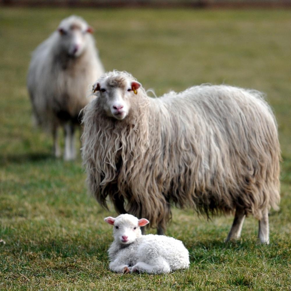 moutons-agnelage