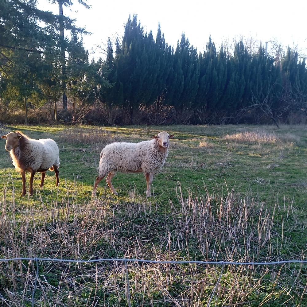 ecopaturage france