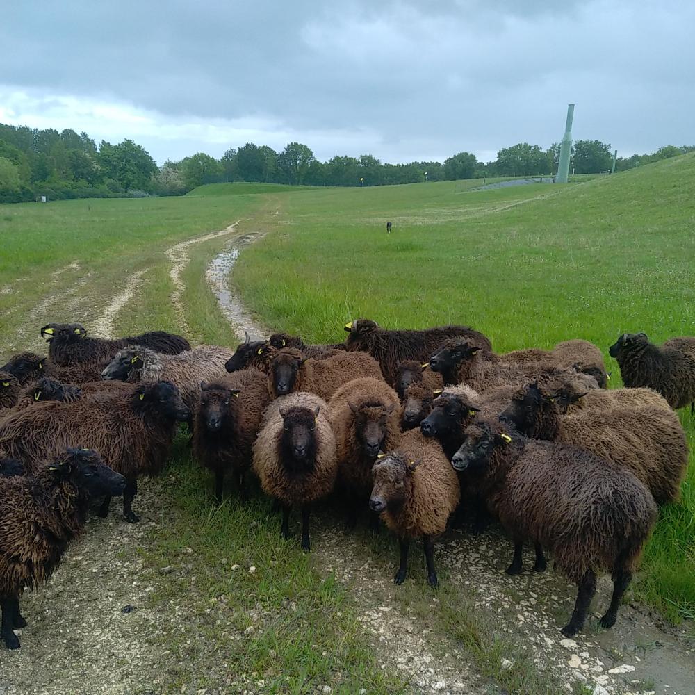 ecopaturage gironde