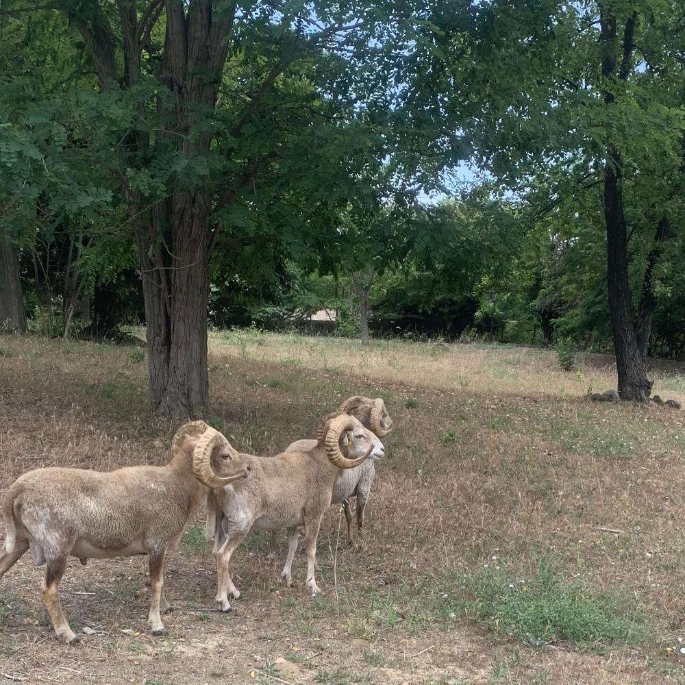 moutons ecopaturage