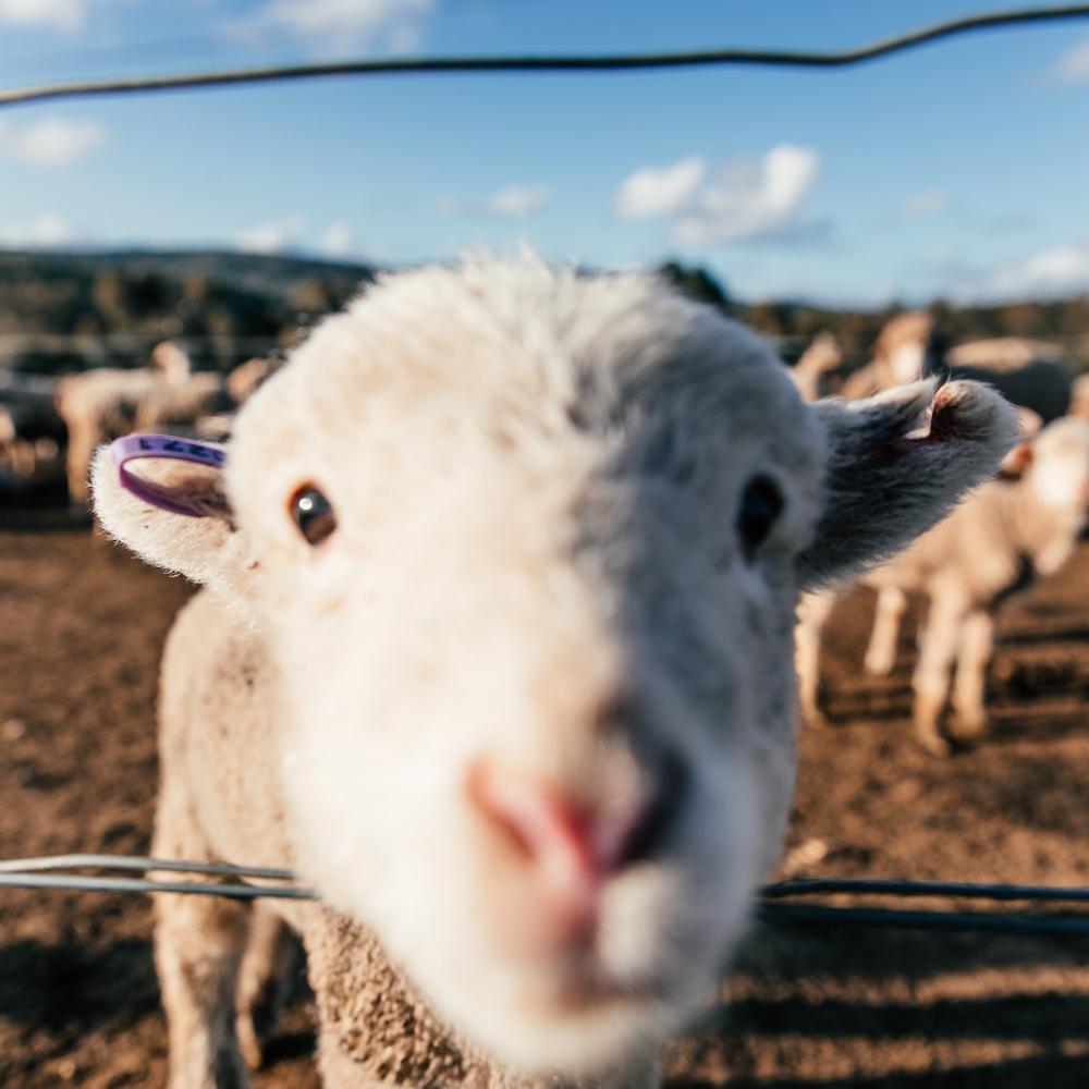 mouton-eco-paturage