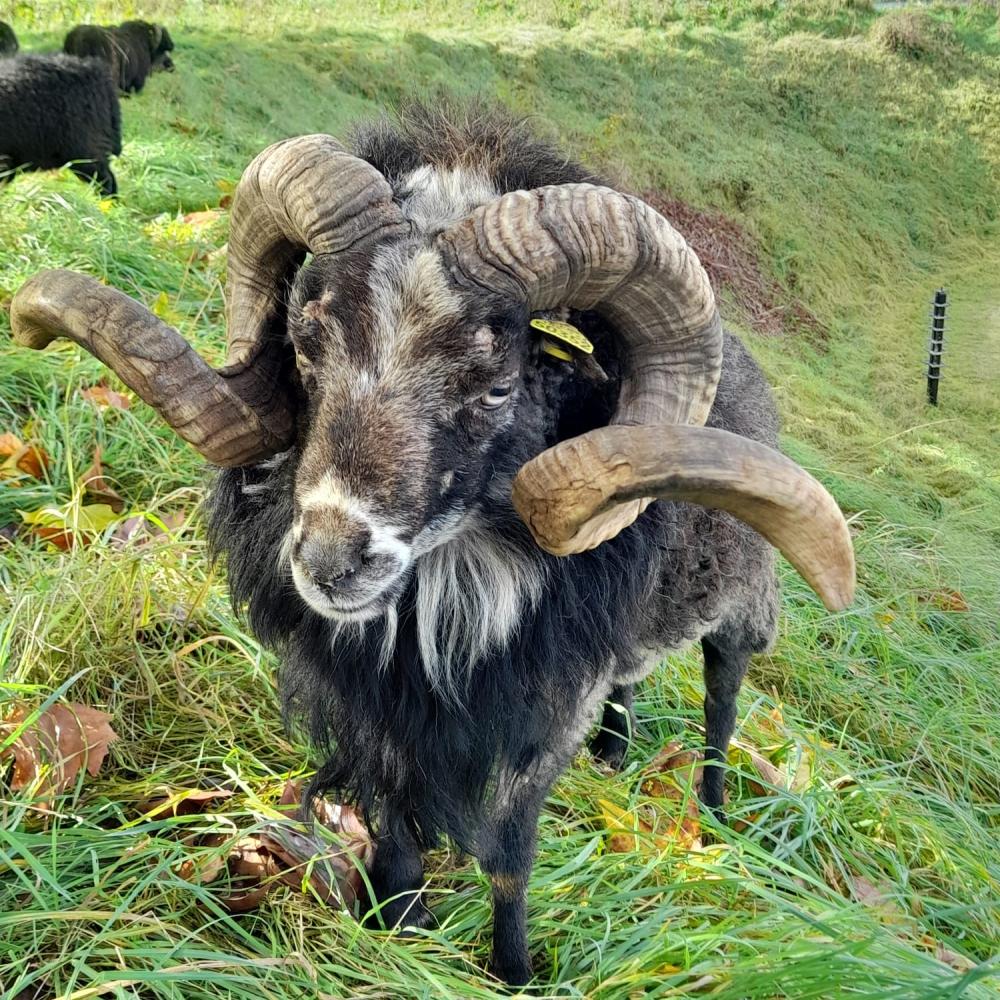 bélier ecomouton rut