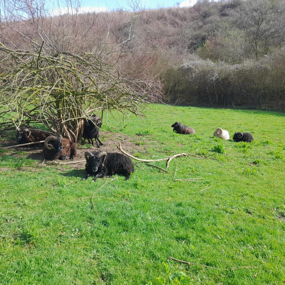 mouton médiation animale