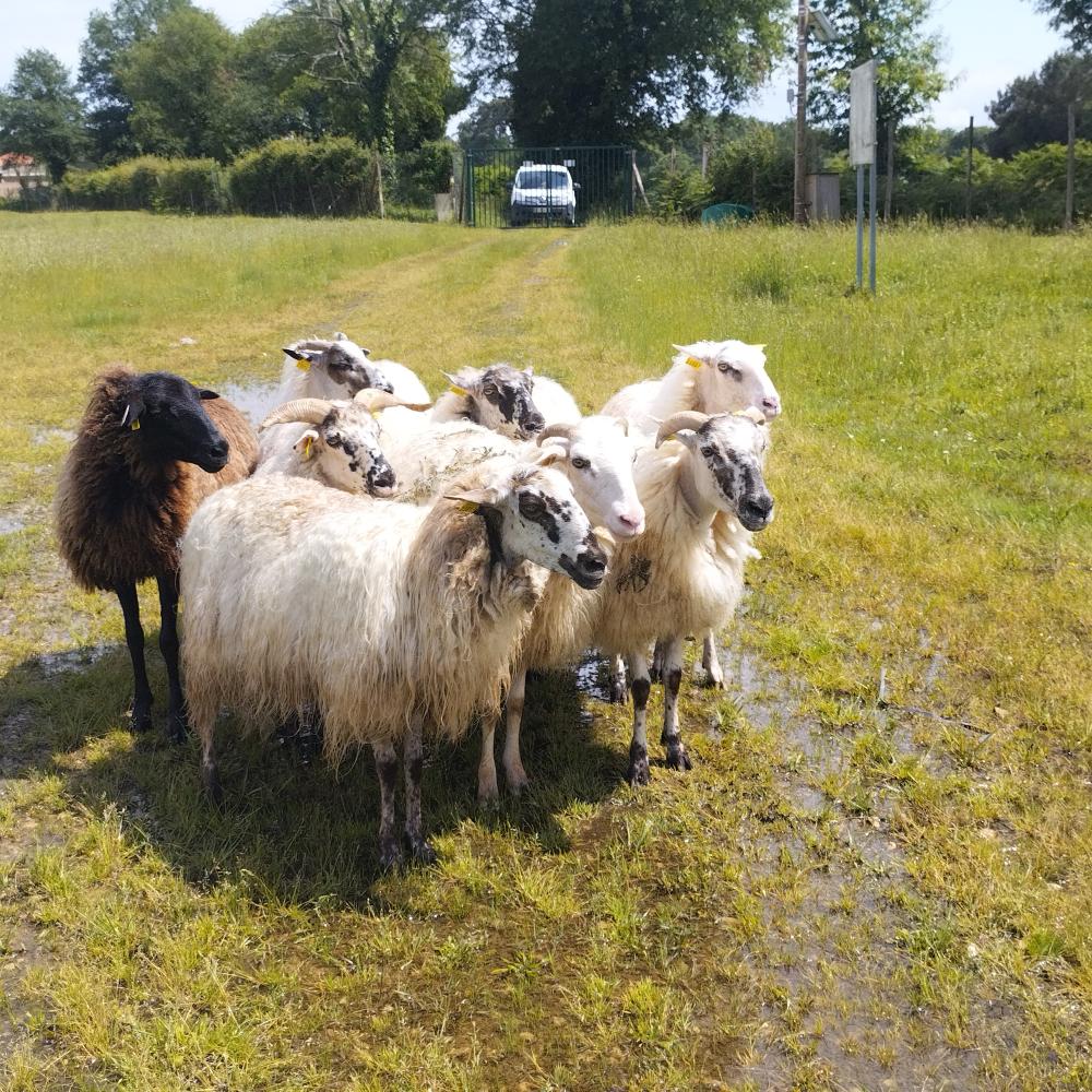Transhumance moutons