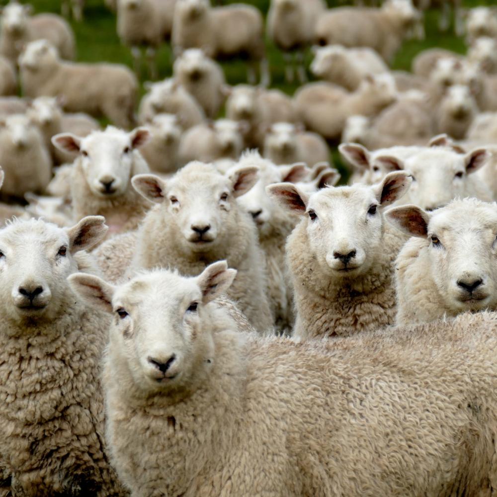 moutons éco-pâturage