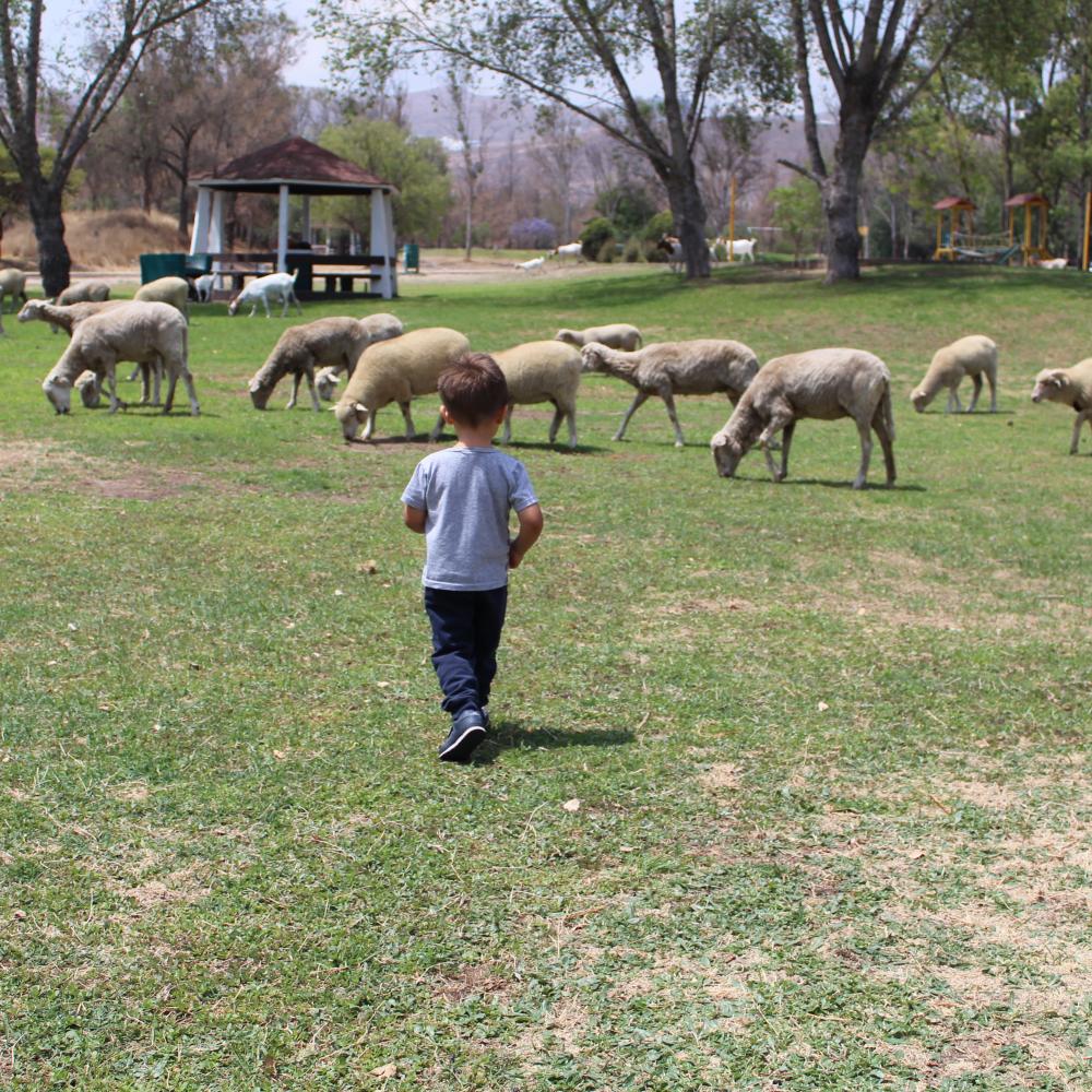 moutons-enfant