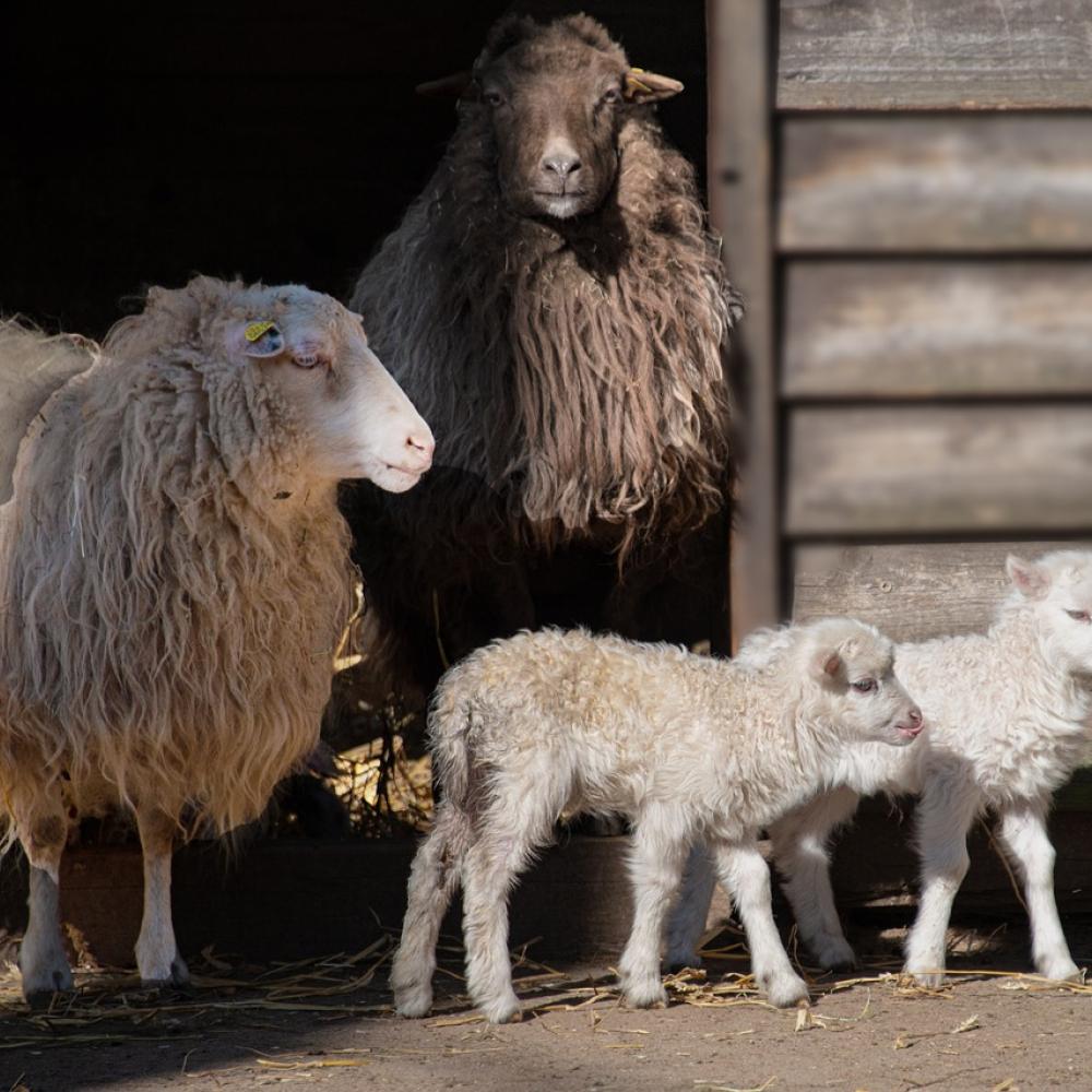 mouton-naissance