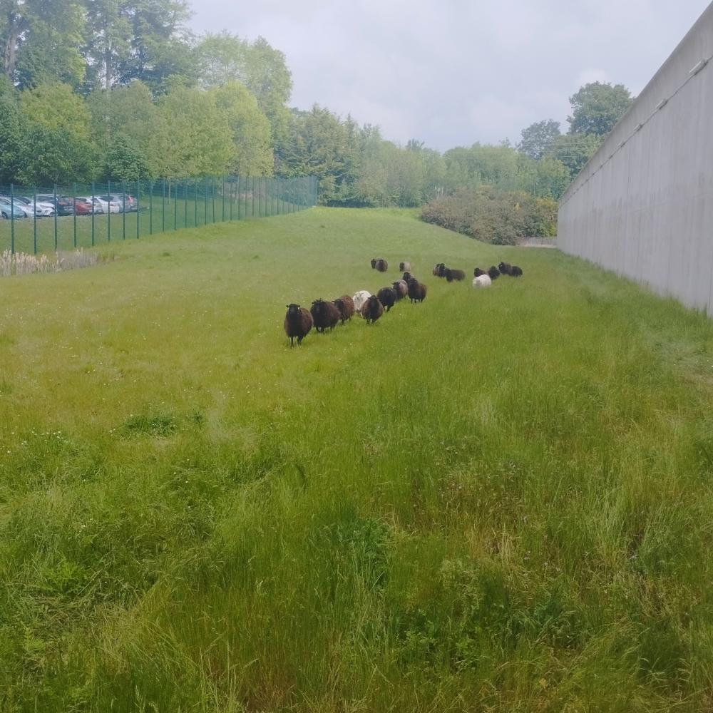 prison rennes ecopaturage