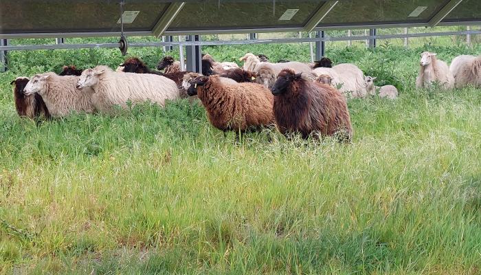 mouton landais