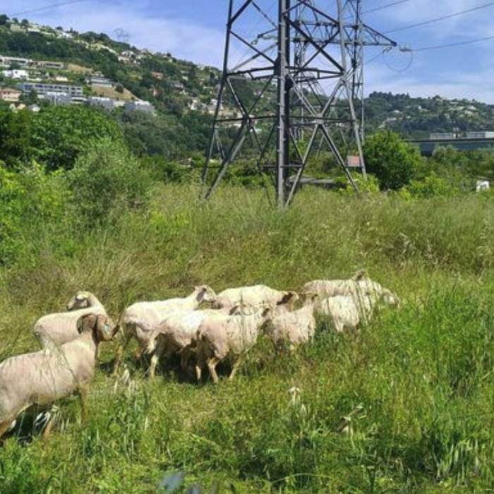 Nice : autour d'un transformateur électrique de RTE, chèvres et moutons font du débroussaillage
