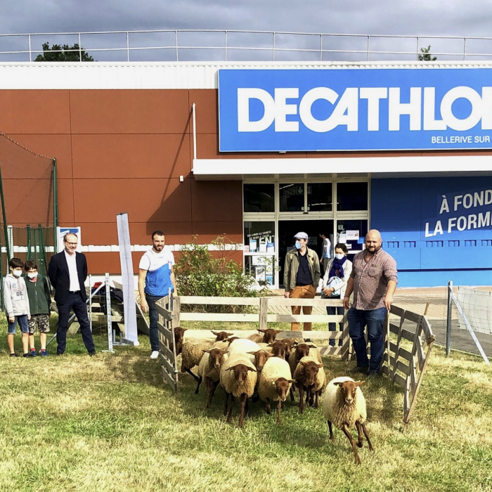 Bellerive-sur-Allier – 13 moutons remplacent le tracteur-tondeuse