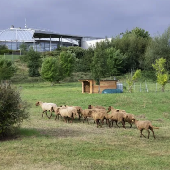 Des brebis broutent des espaces urbains dans l'agglo de Vichy (Allier)