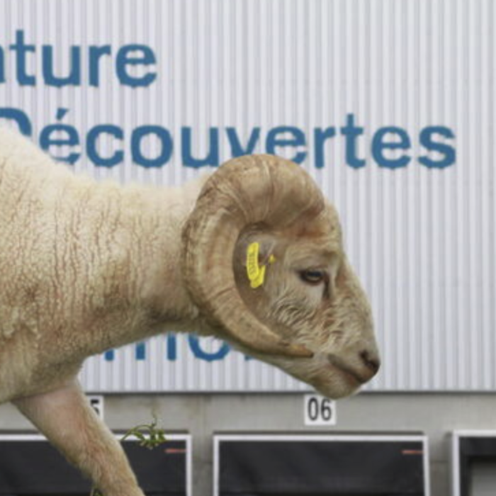Des moutons tondeuses envahissent les entreprises