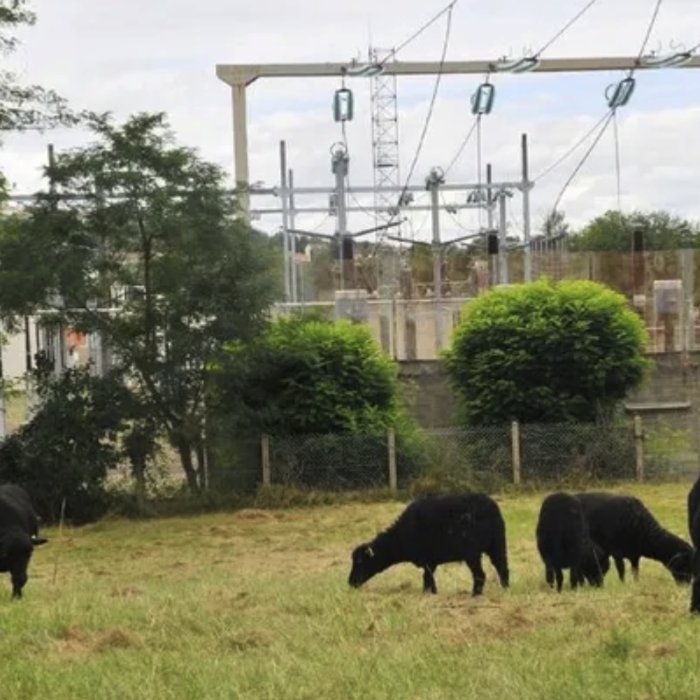 Treize moutons d’Ouessant sont utilisés à des fins écologiques sur des terrains de la RTE