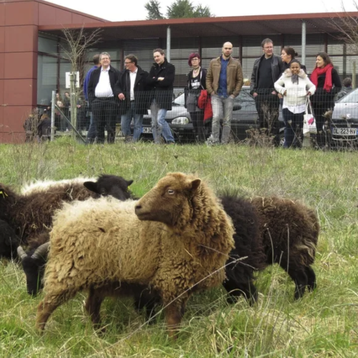 Nantes: Les nouveaux pensionnaires de l'école de design sont... des moutons