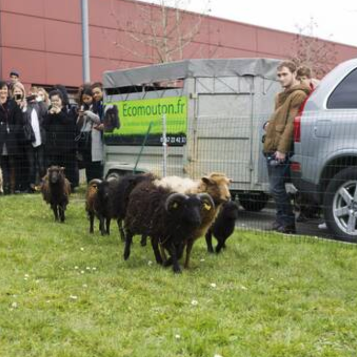Nantes. Des moutons tondent les pelouses de l’école de design