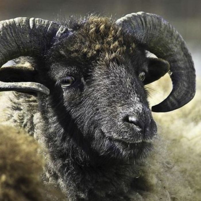Ecomouton: les moutons comme tondeuses écologiques !