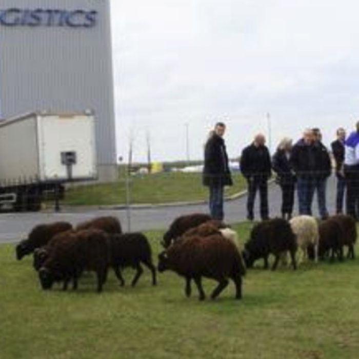 Brebières: la société ID Logistics a investi dans l’éco-pâturage avec des moutons
