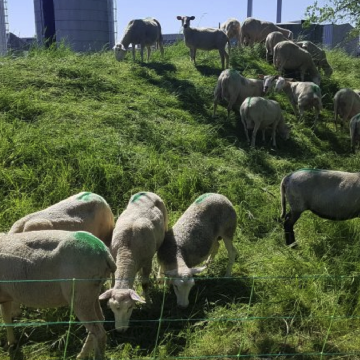 Quand les usines embauchent des moutons