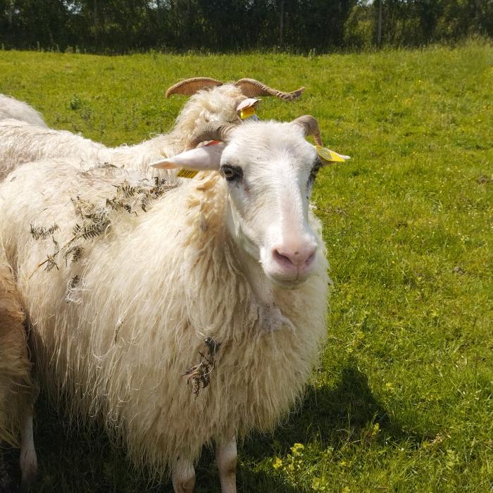 Ecopaturage ecomouton