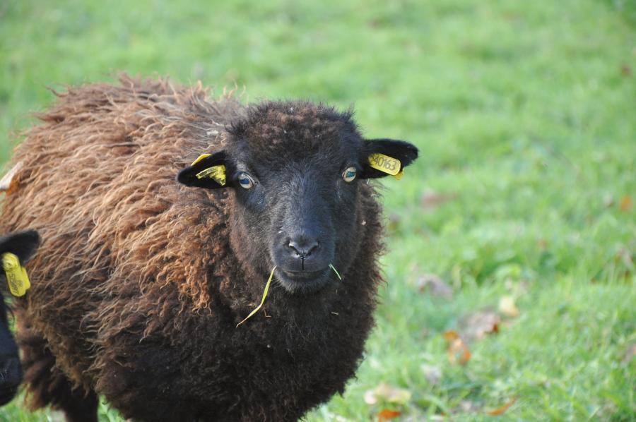 Mouton d'ouessant