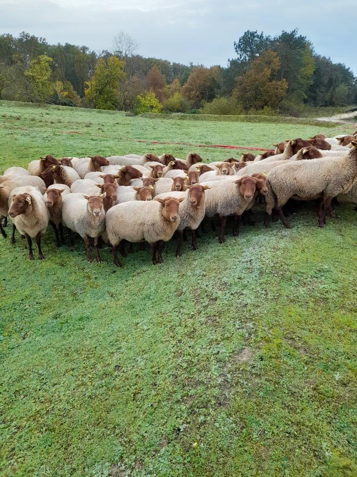 Troupeaux de moutons